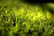 Позвольте Вам представить искусственную траву, искусственный рулонный г